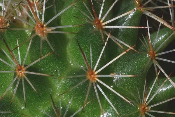 Mammillaria backebergiana
